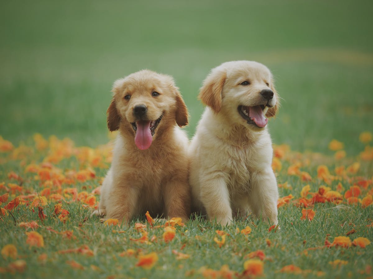 Happy dogs in a clean yard — benefits of hiring a poop scooping service