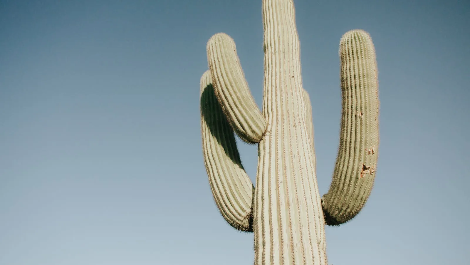 Pre-Summer Yard Prep: What East Valley Dog Owners Should Fix Before 100° Hits