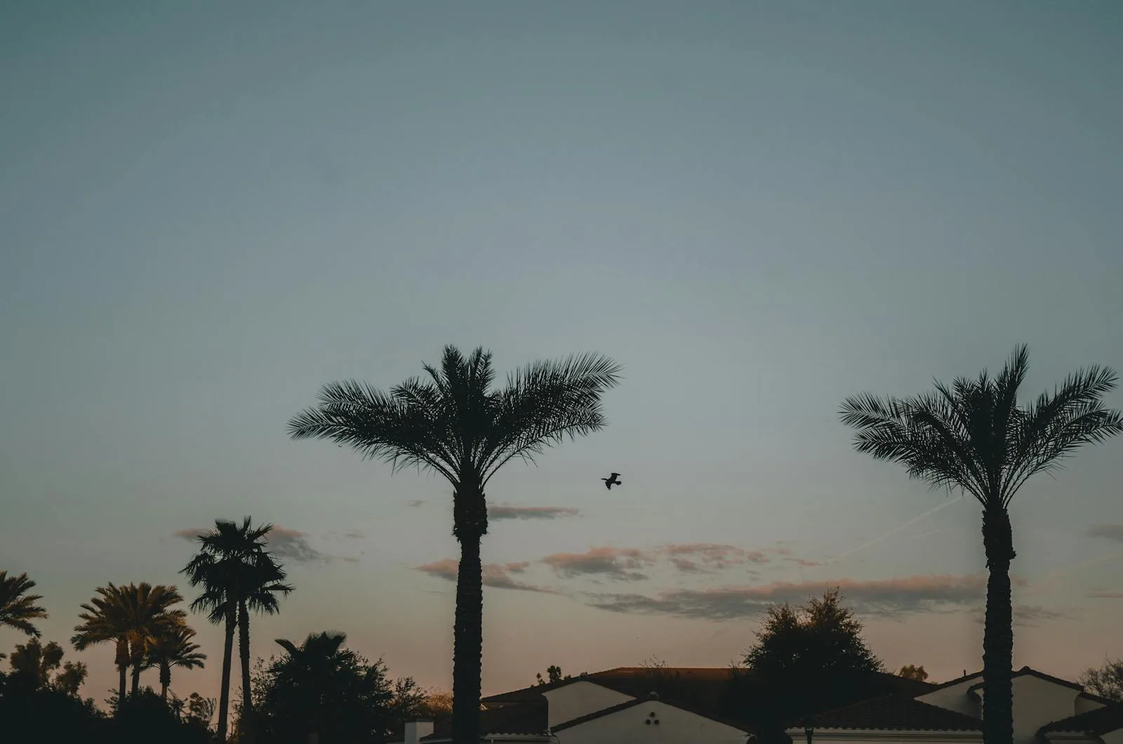 Queen Creek, AZ residential neighborhood — recurring dog poop cleanup for larger East Valley yards