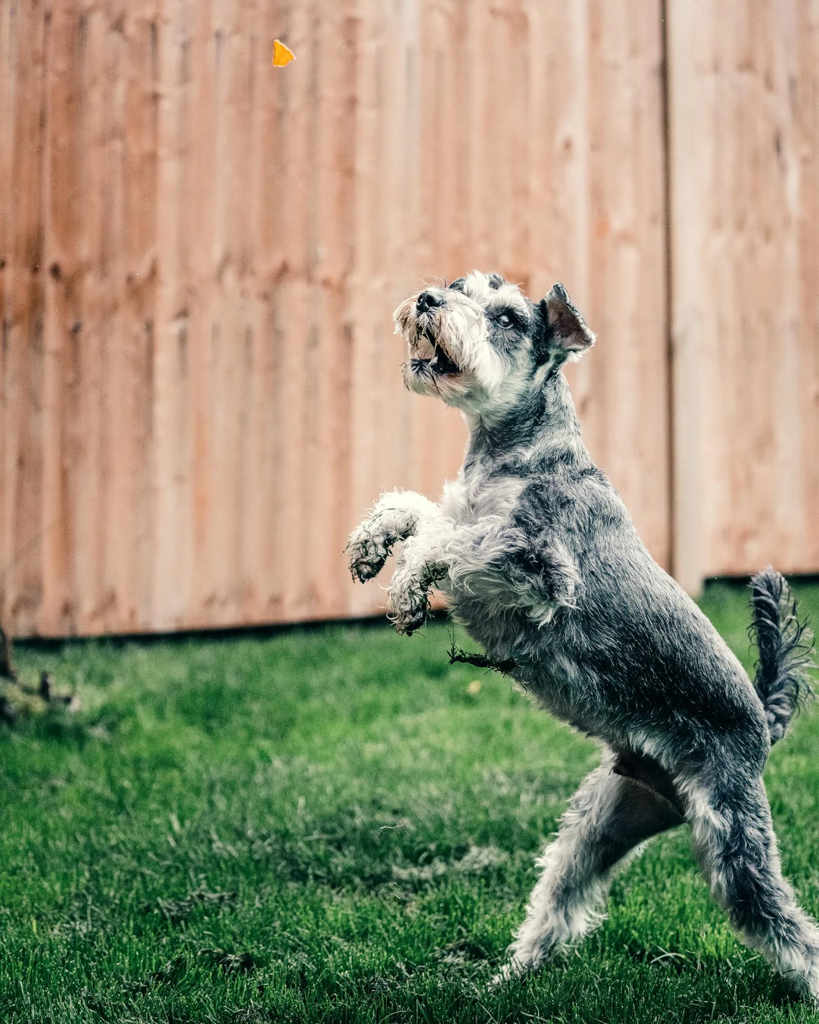 Discover the Best Dog Poop Scooper Services Near You