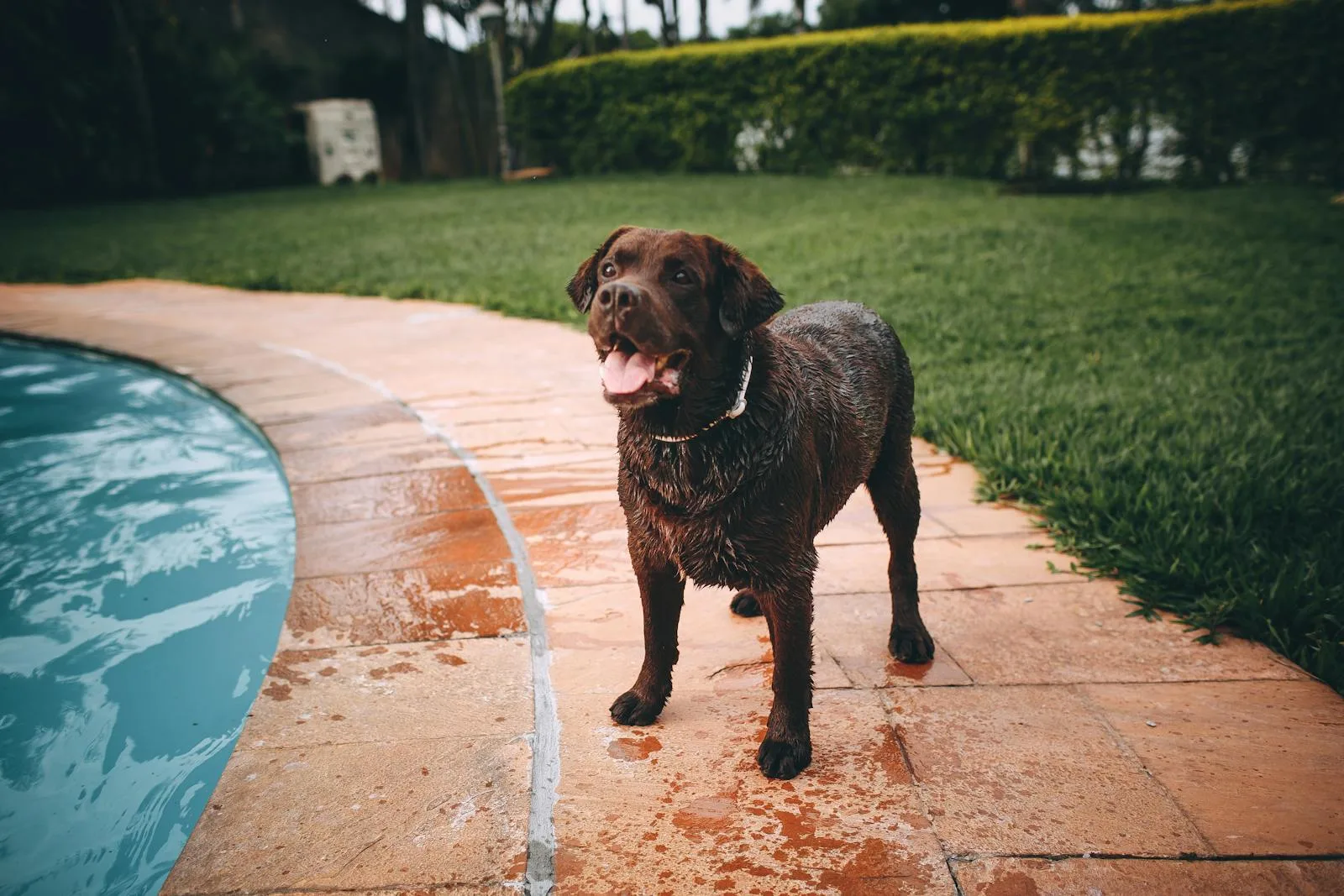 Why Pet Owners Choose Zippy Scoop Over National Options