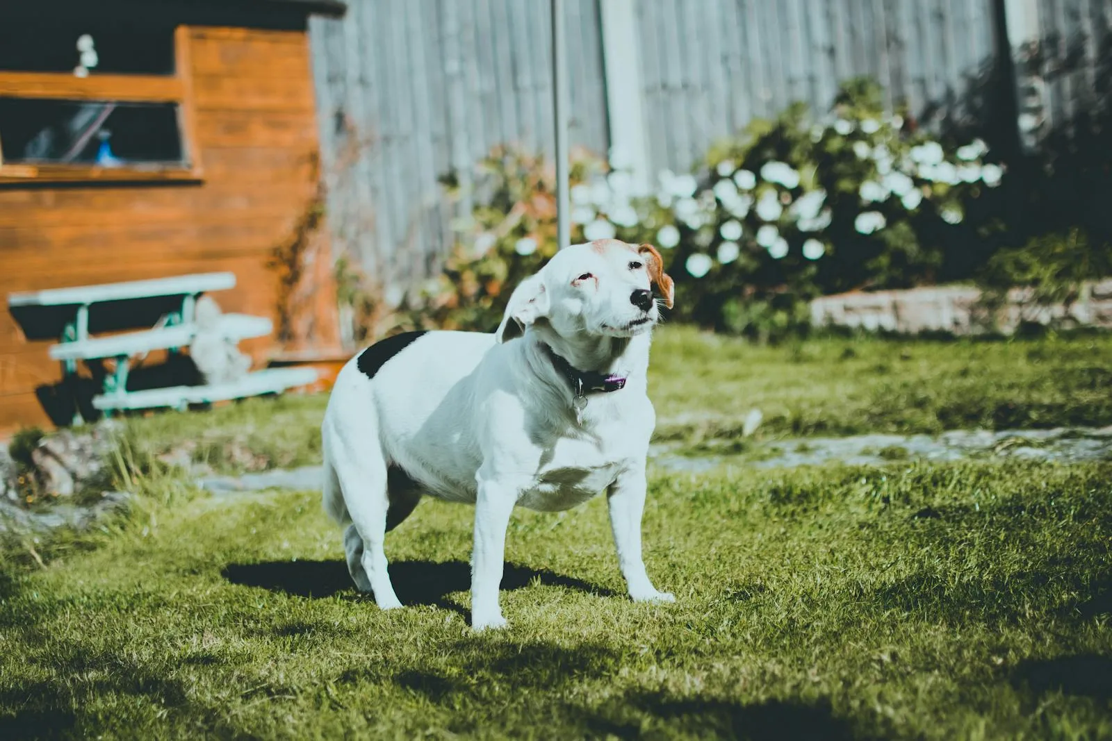 Golden retriever lounging in a sunlit yard — why hiring a pooper scooper pays off