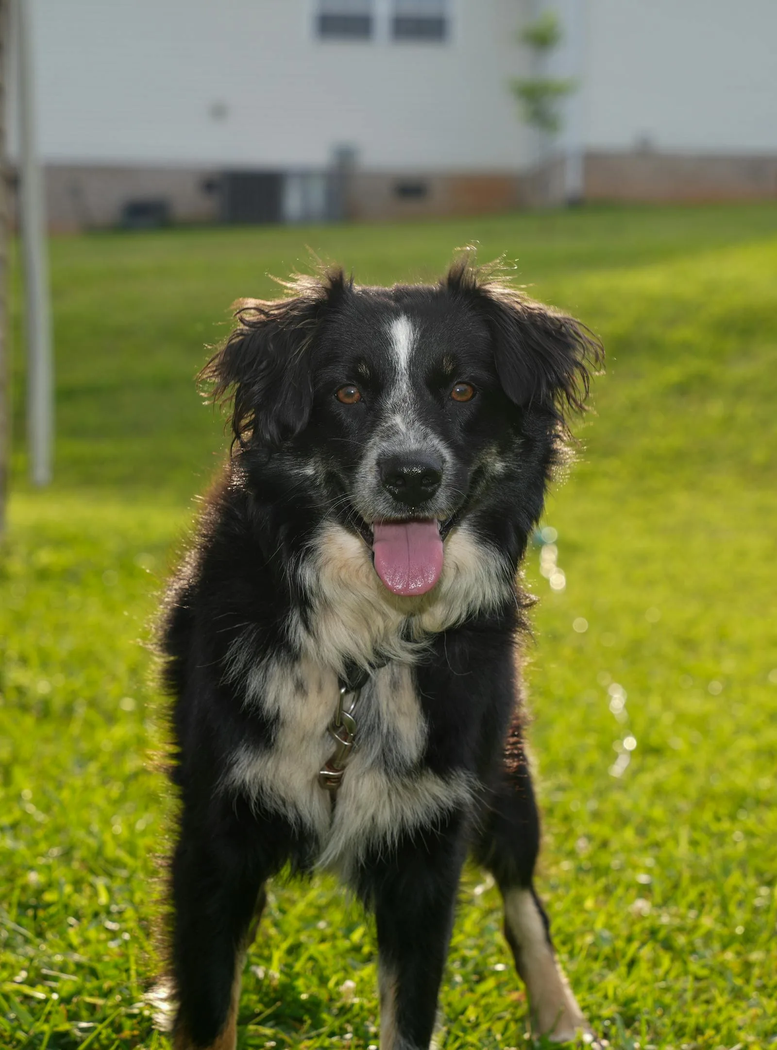 Best Dog Poop Scooper Services