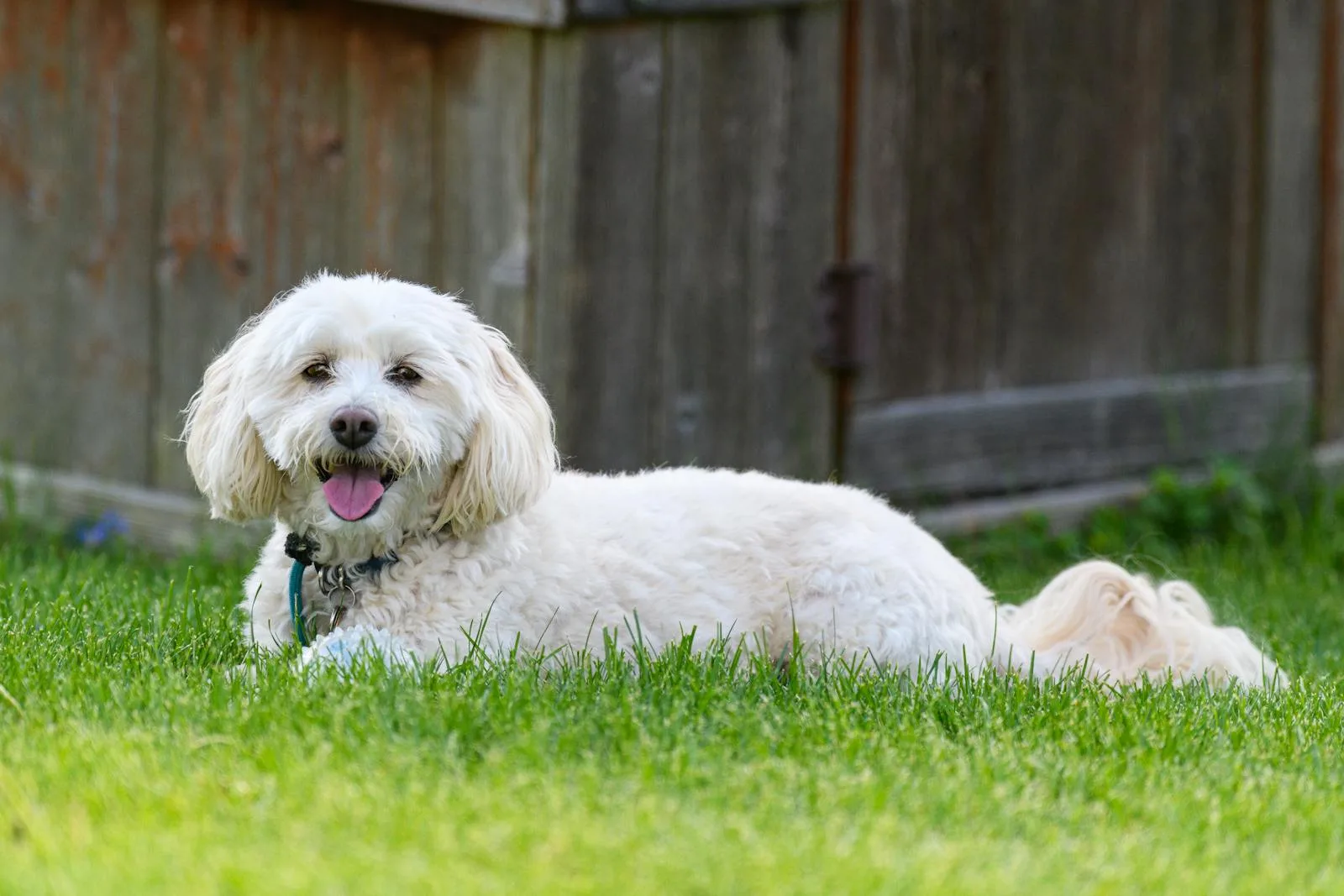 Dog Waste Cleanup for Doodle Owners