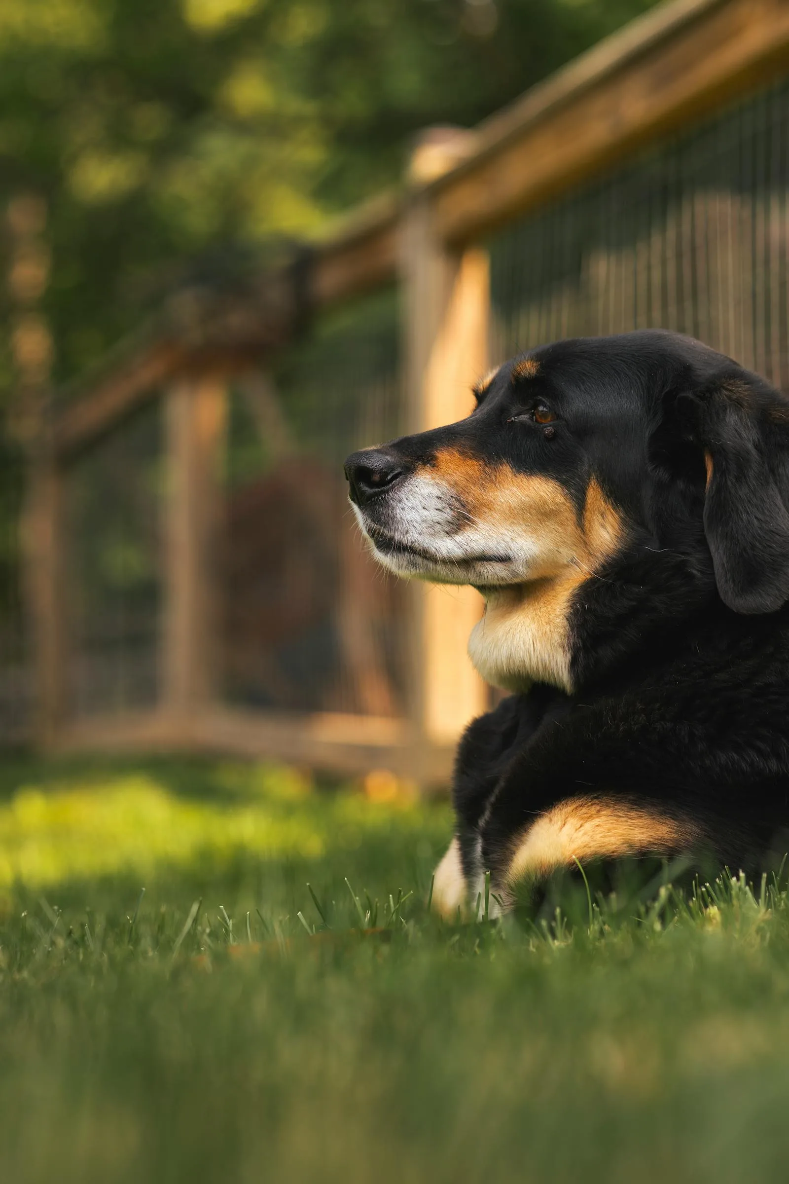 Why Dog Waste Cleanup Matters More for Doodle Owners