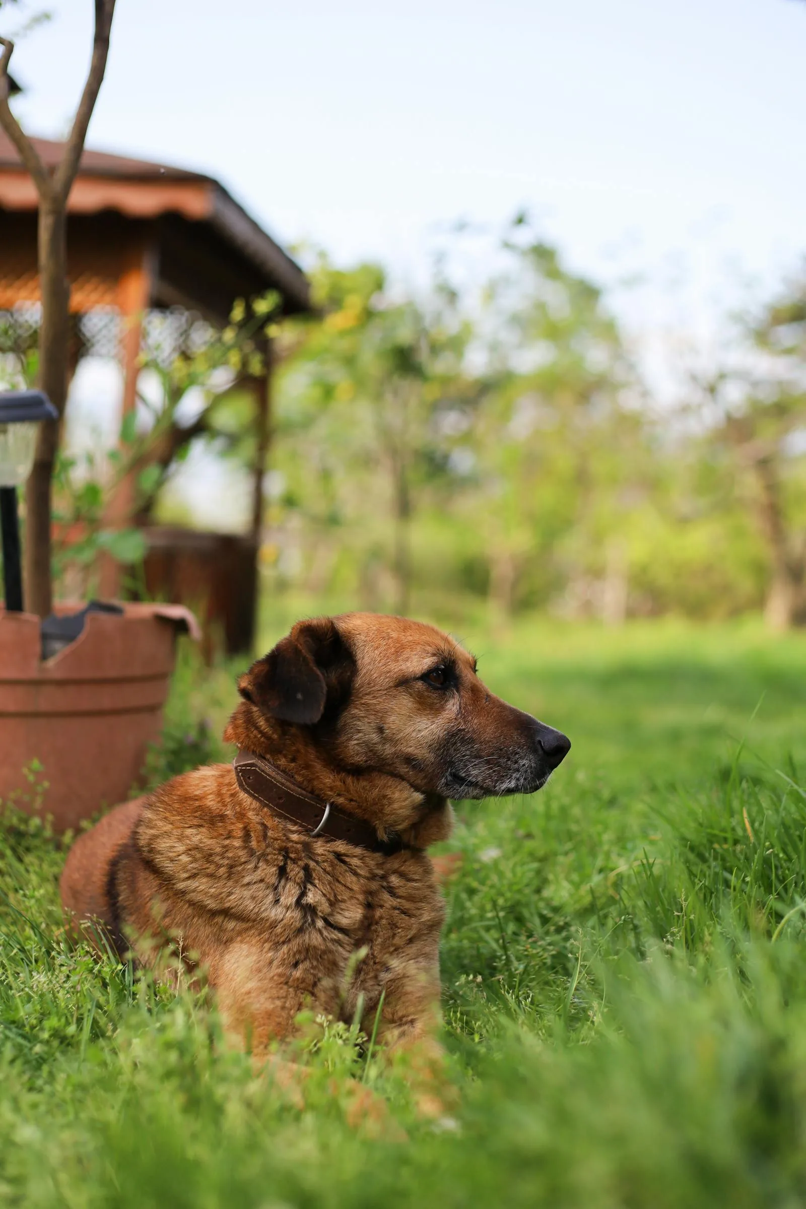 Queen Creek Dog Waste Cleanup for Large Yards and Multi-Dog Homes