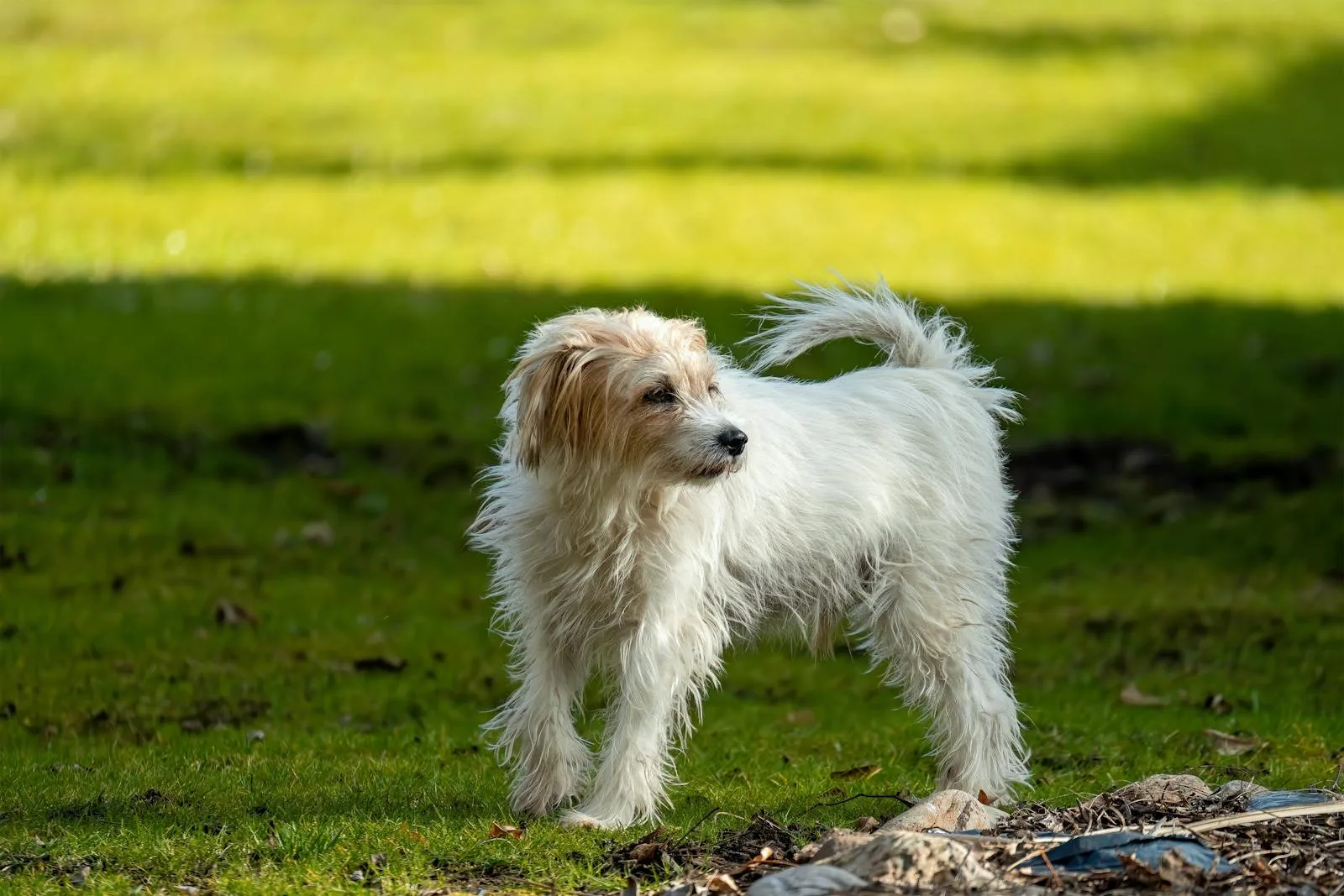 Best Dog Poop Scooper Services