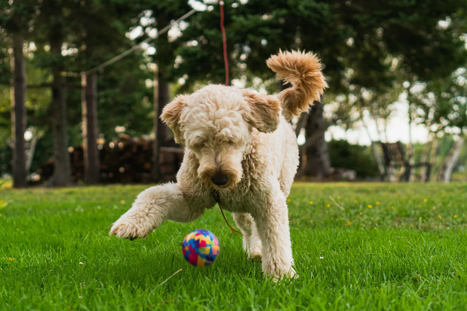 Happy golden retriever playing in a poop-free yard